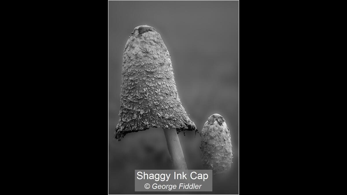 10_Shaggy Ink Cap_George Fiddler